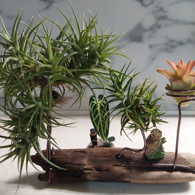 ティランジア　アエラントスミニアータ