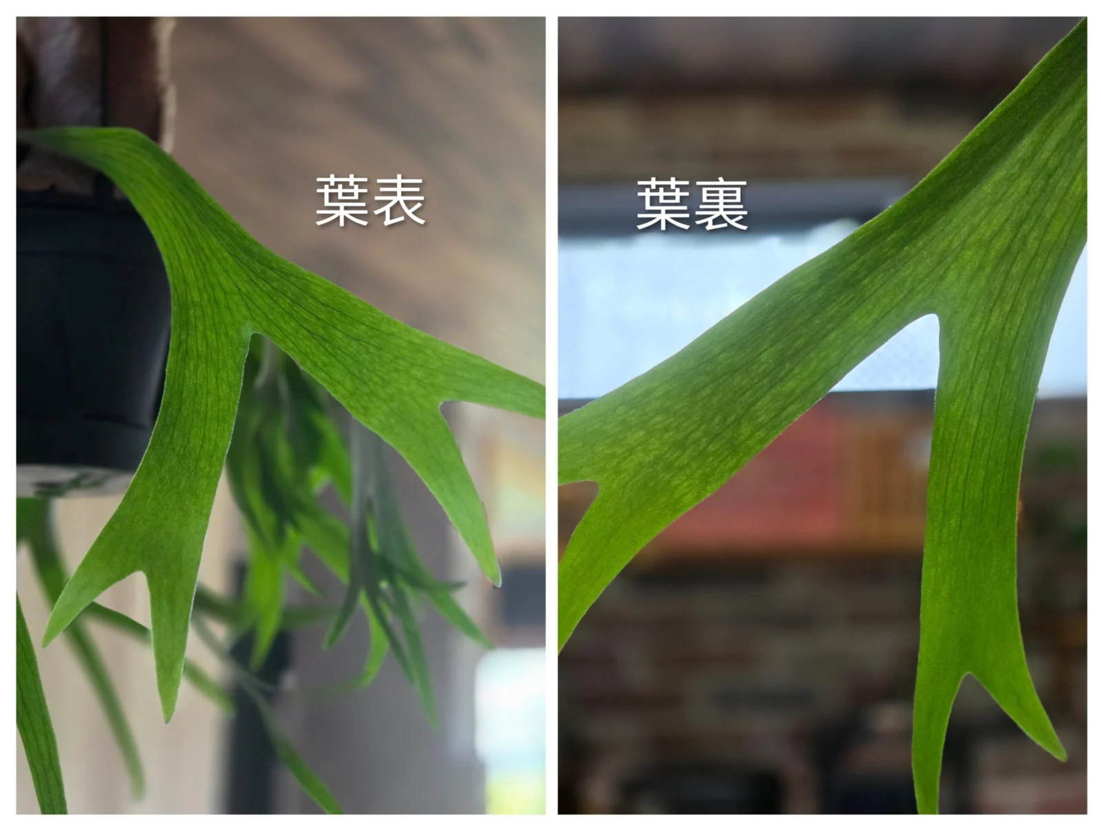 ビカクシダ 品種不明