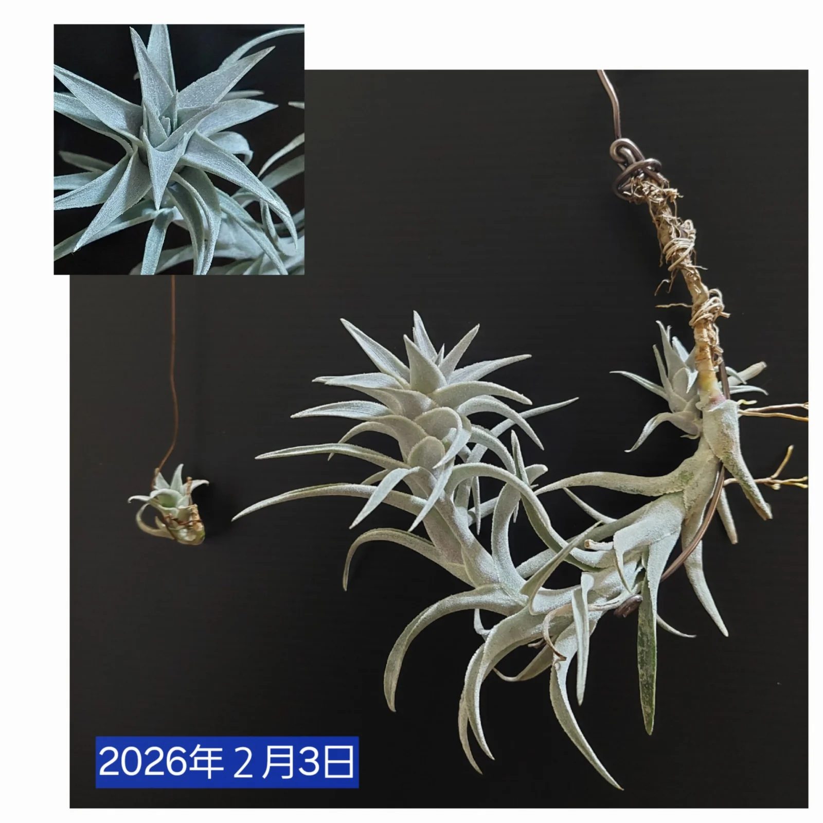 ティランジア　エディシアエ