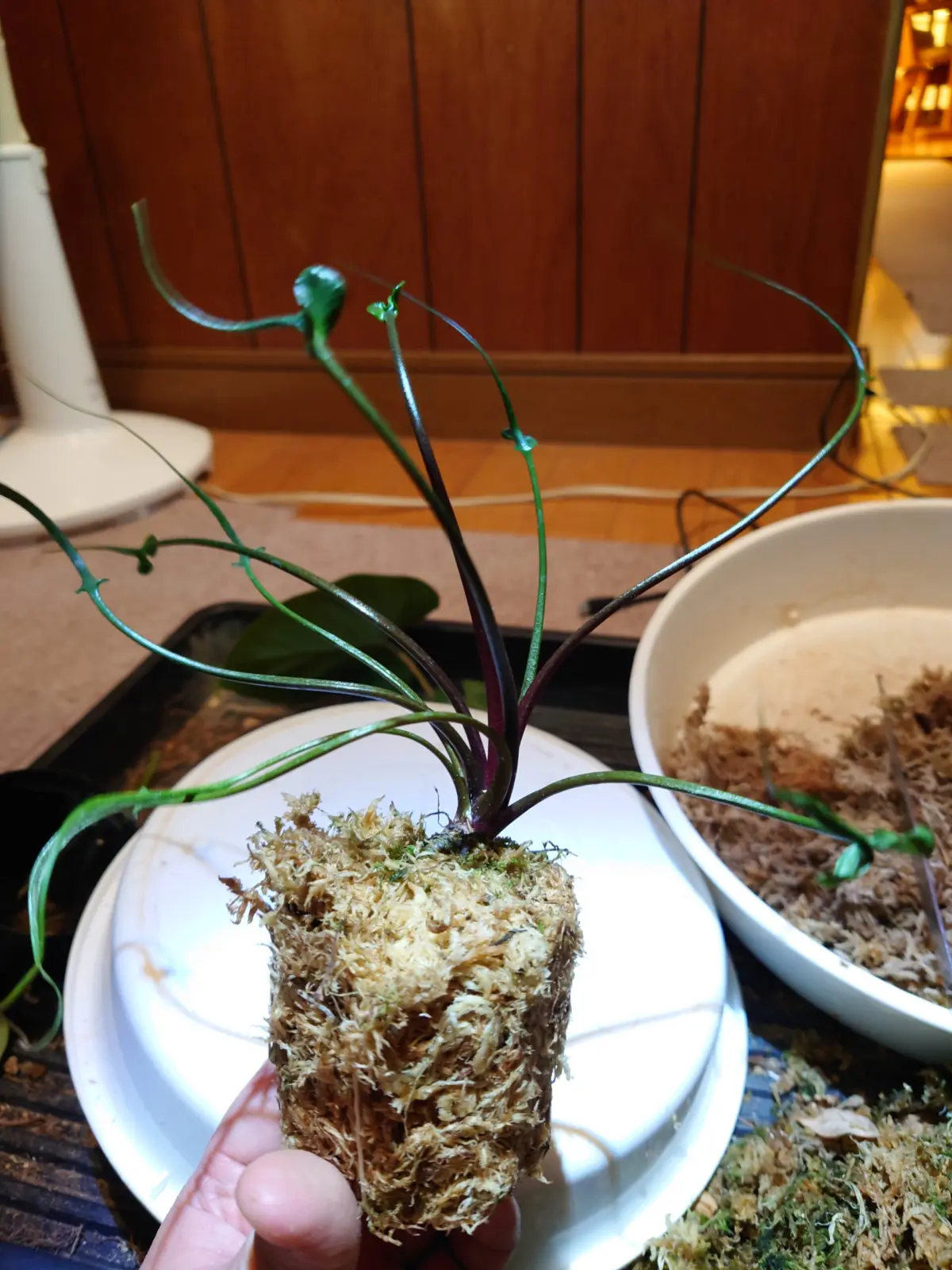 アロカシア　フライングスクイード