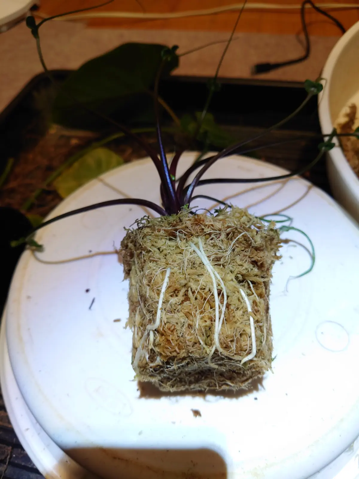 アロカシア　フライングスクイード　根っこ