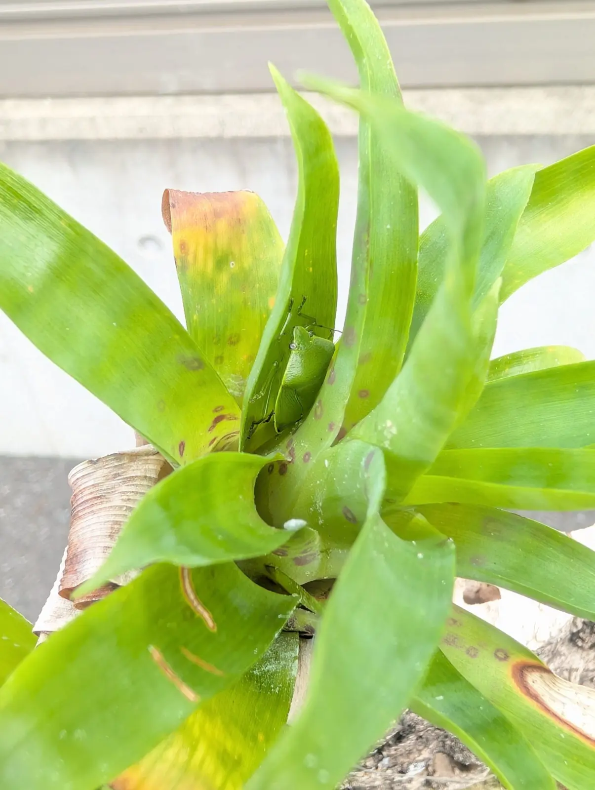 フリーセア　ラシナエ　カメムシ