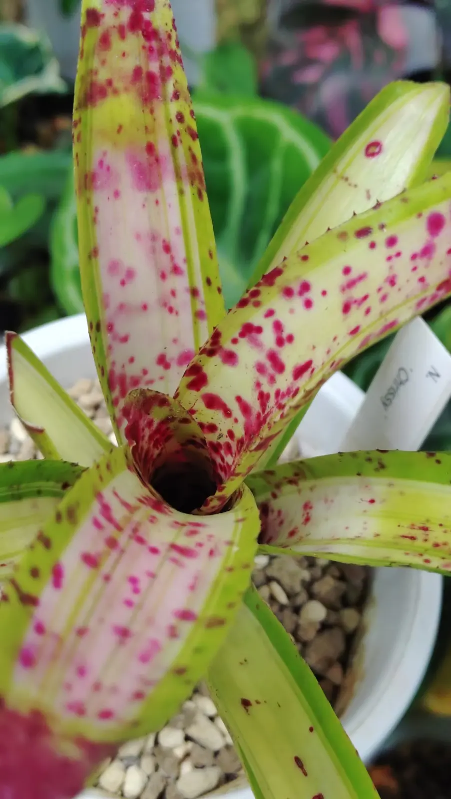 ネオレゲリア　クリッシー