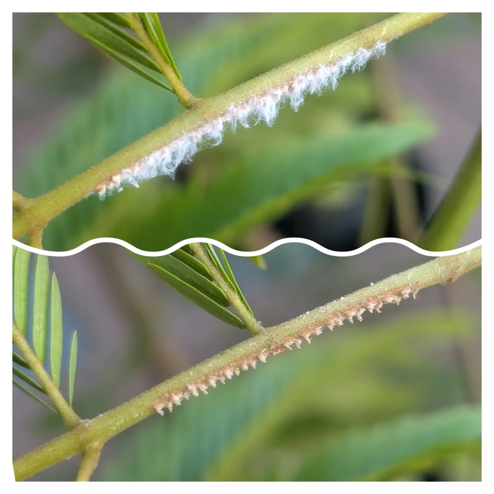 エバーフレッシュ　謎のふさふさ