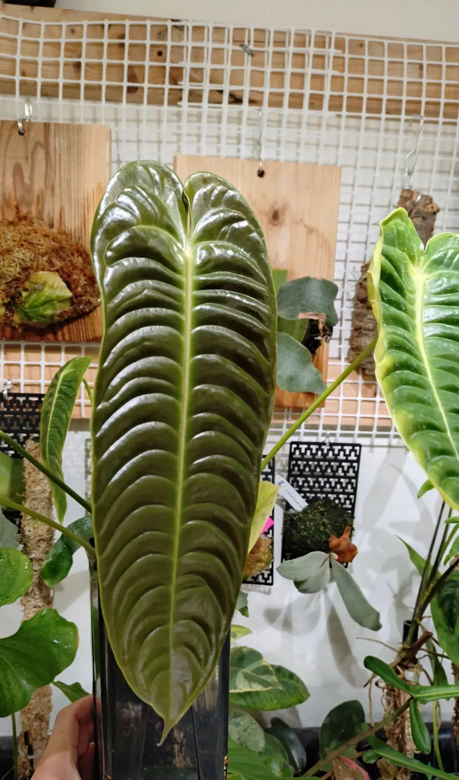 アンスリウム　ベイチー