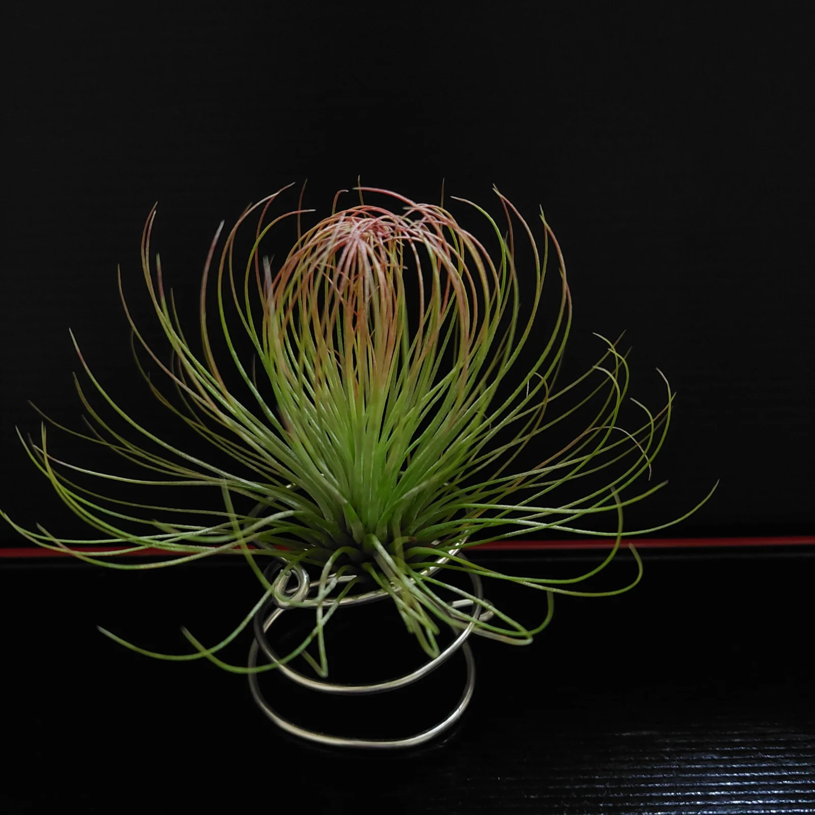 ティランジア　アンドレアナ