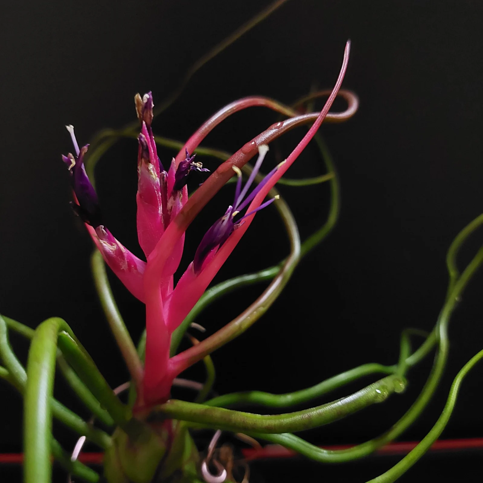 ティランジア　ブルボーサ　神楽　花不発