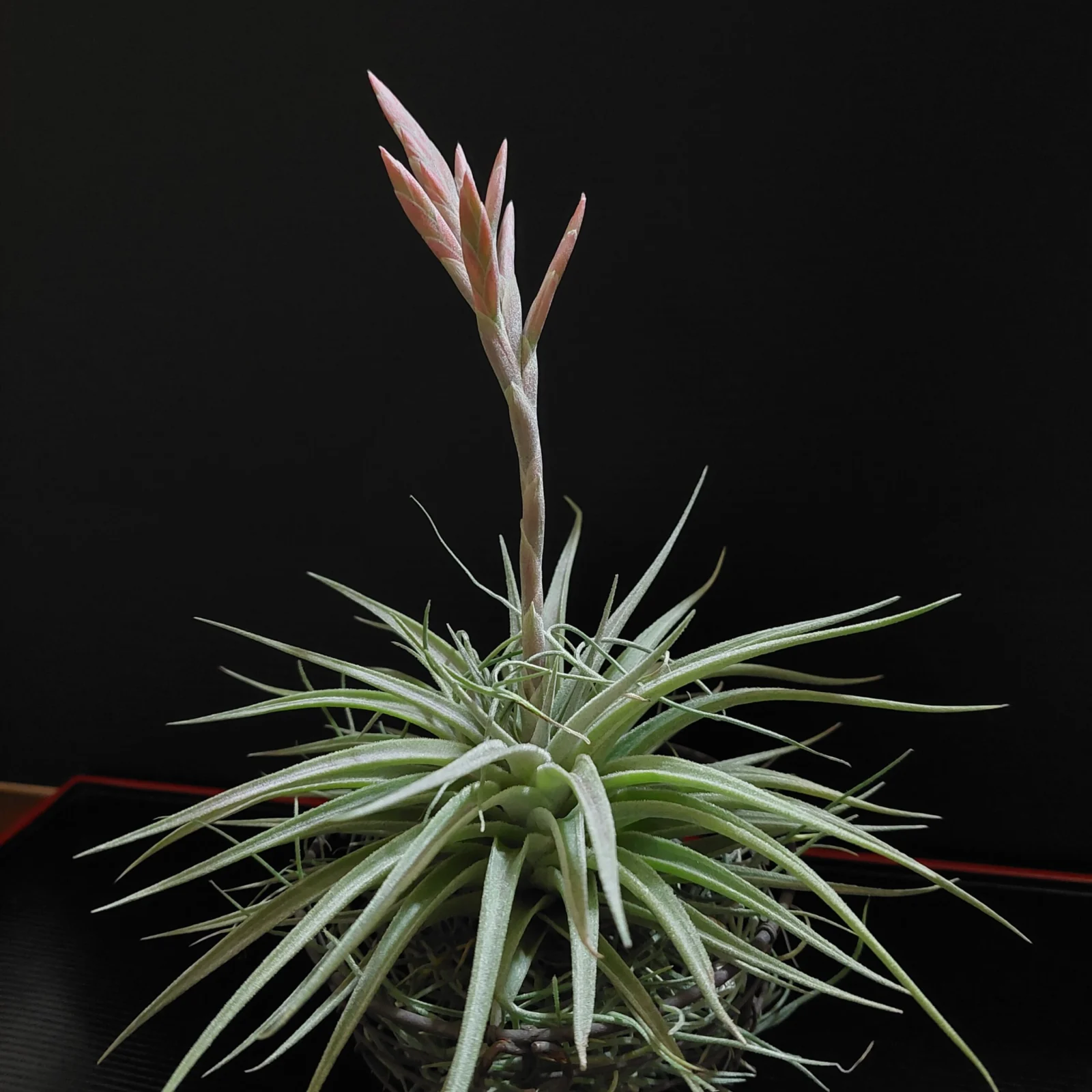 ティランジア ディディスティカ