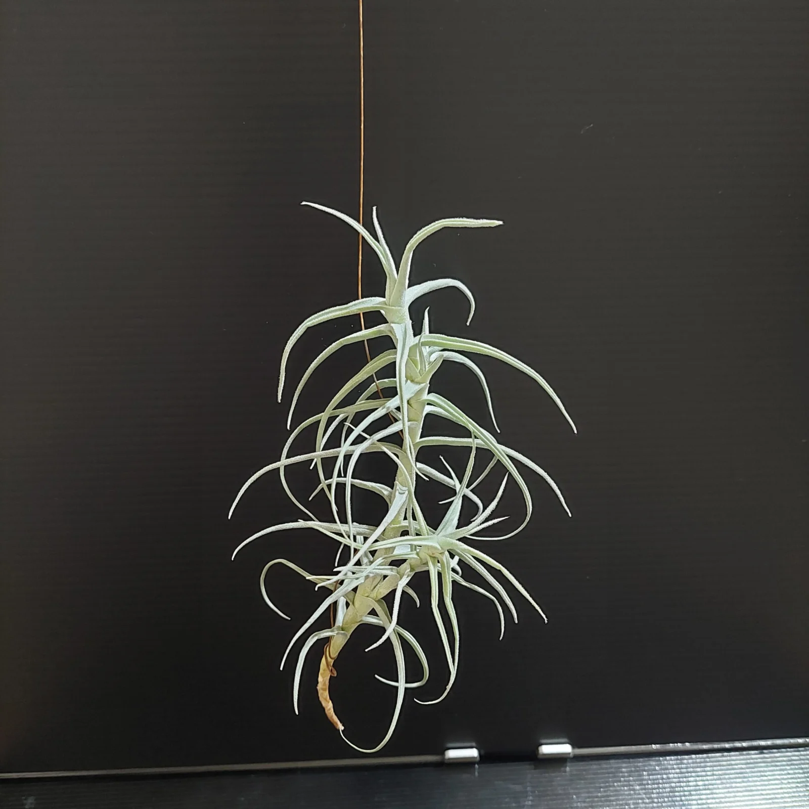 ティランジア　パレアセア