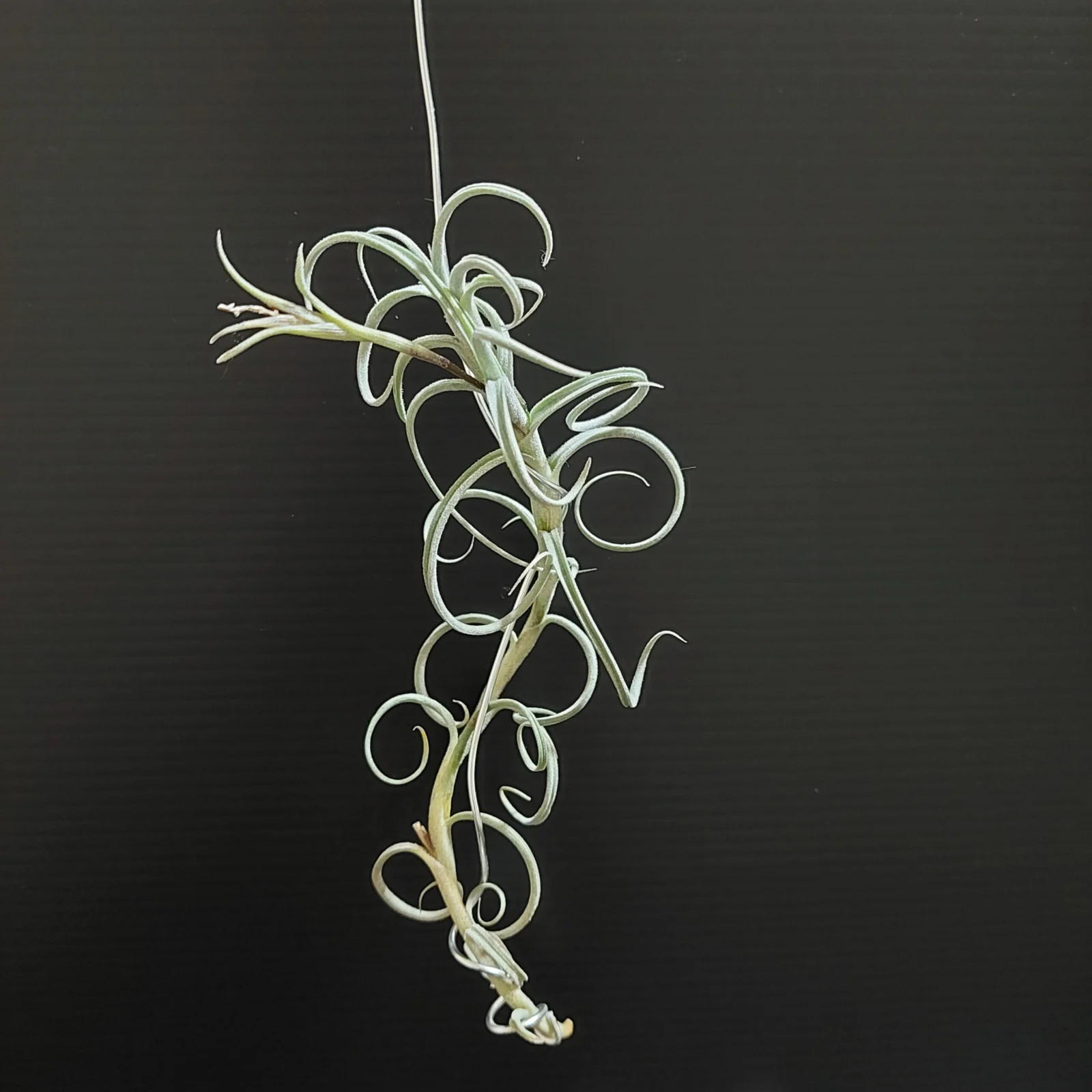 ティランジア　ドゥラティとクロカータ交配で買ったヤーツ