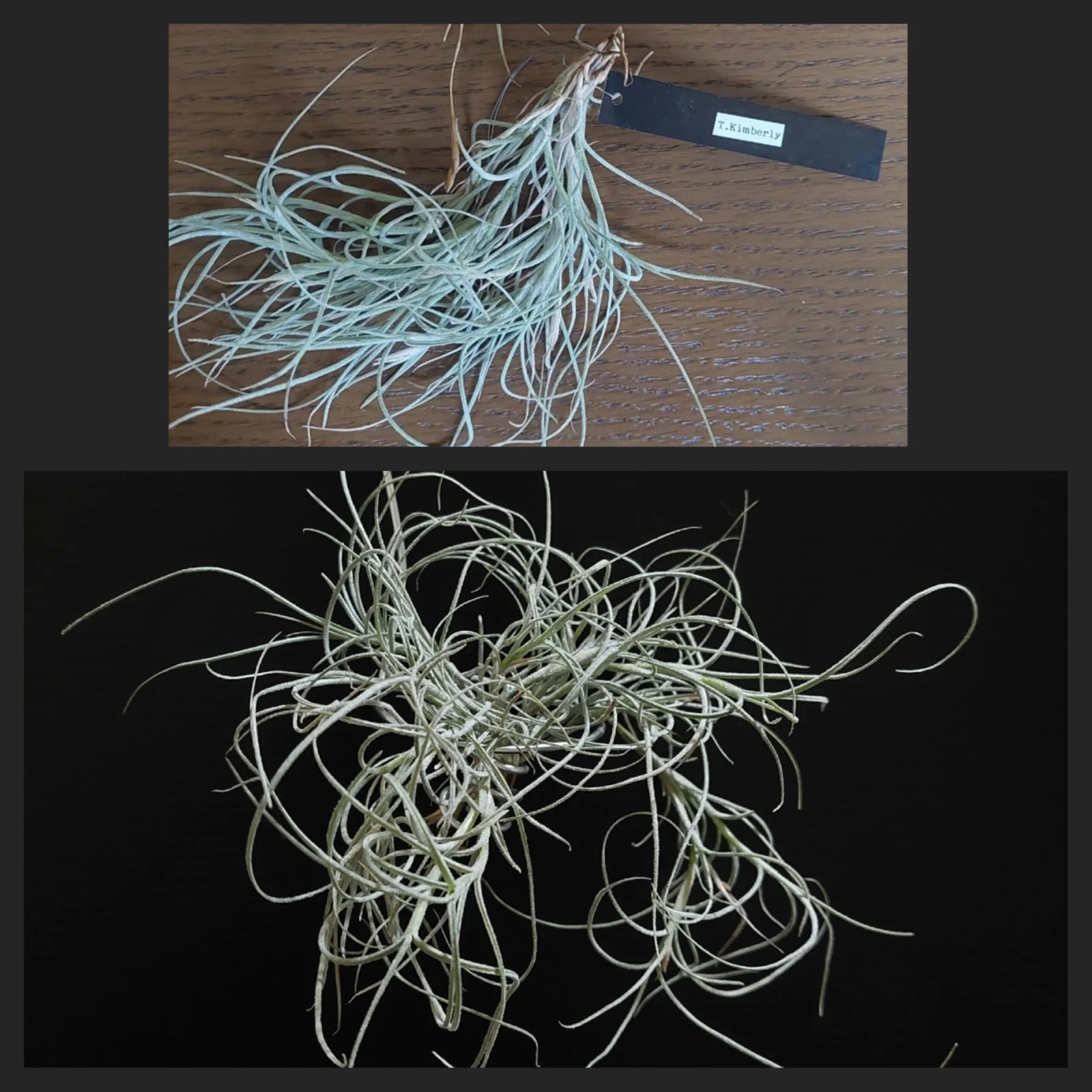 ティランジア　キンバリー