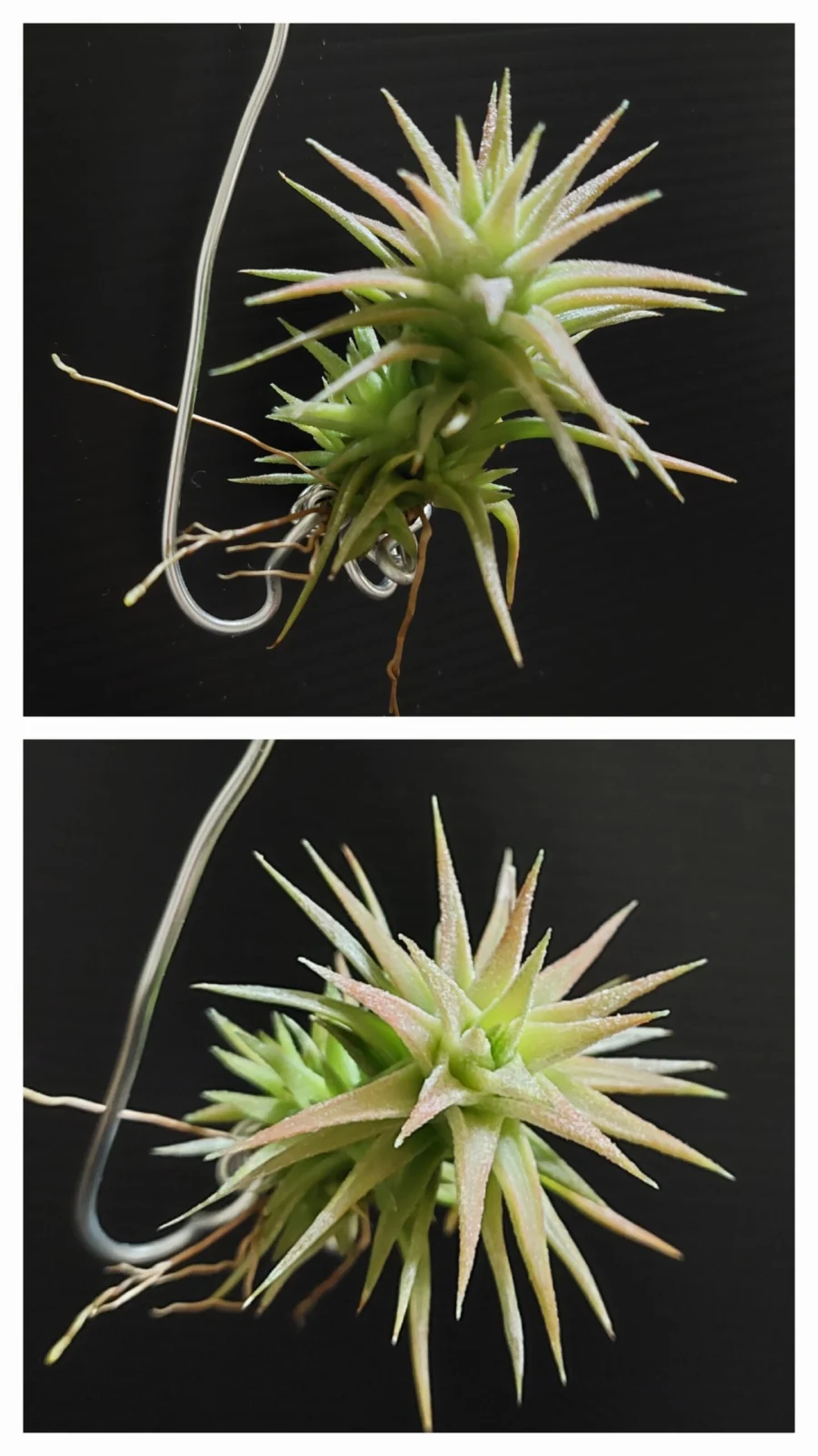 ティランジア　バンハイニンギー　レッドドラゴン