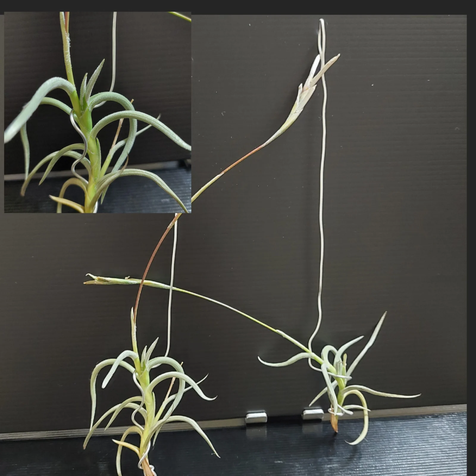 ティランジア　ミオスラ