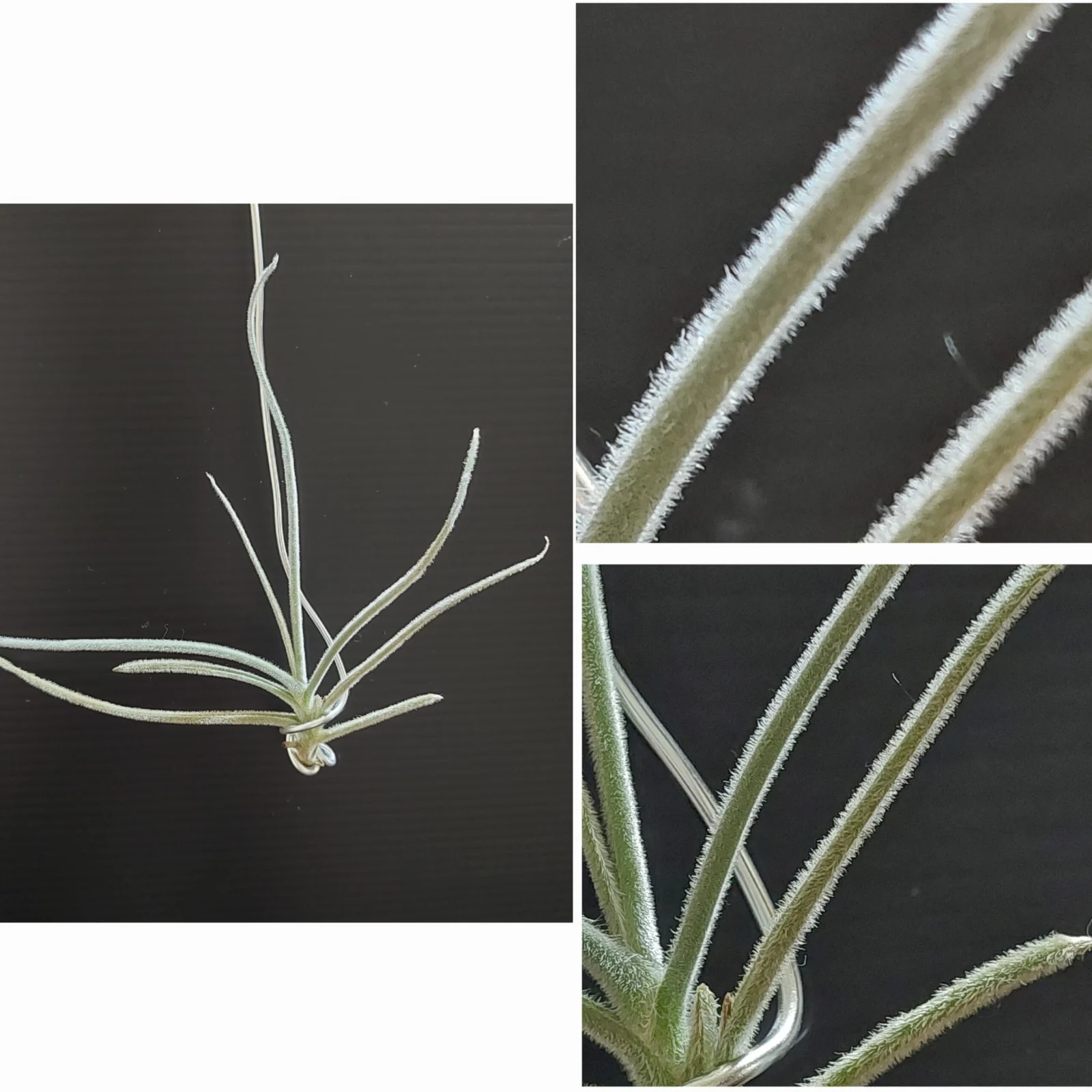 ティランジア　クロカータ・カッパーペニー