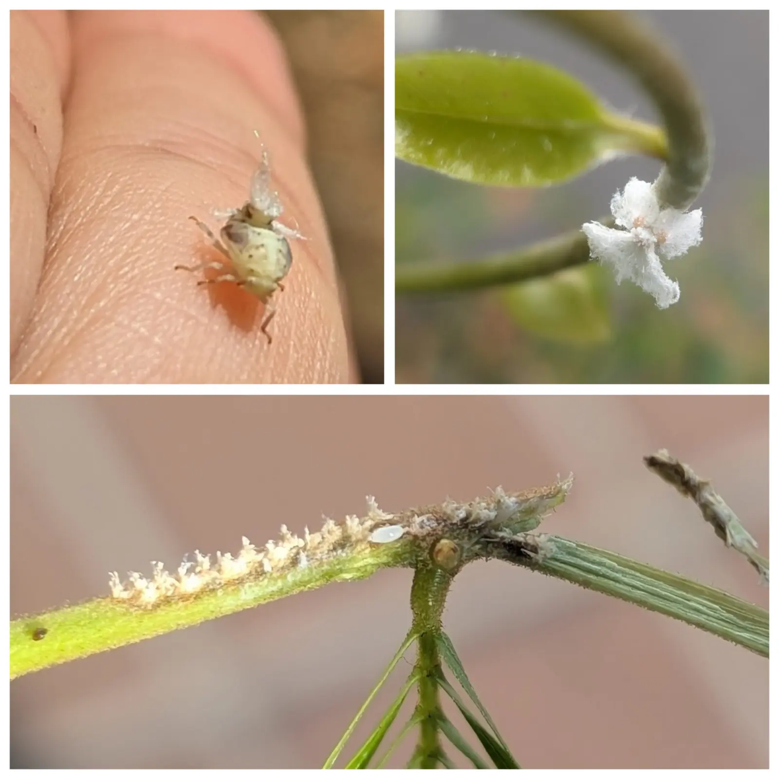 エバーフレッシュ　謎のふさふさ　アミガサハゴロモ