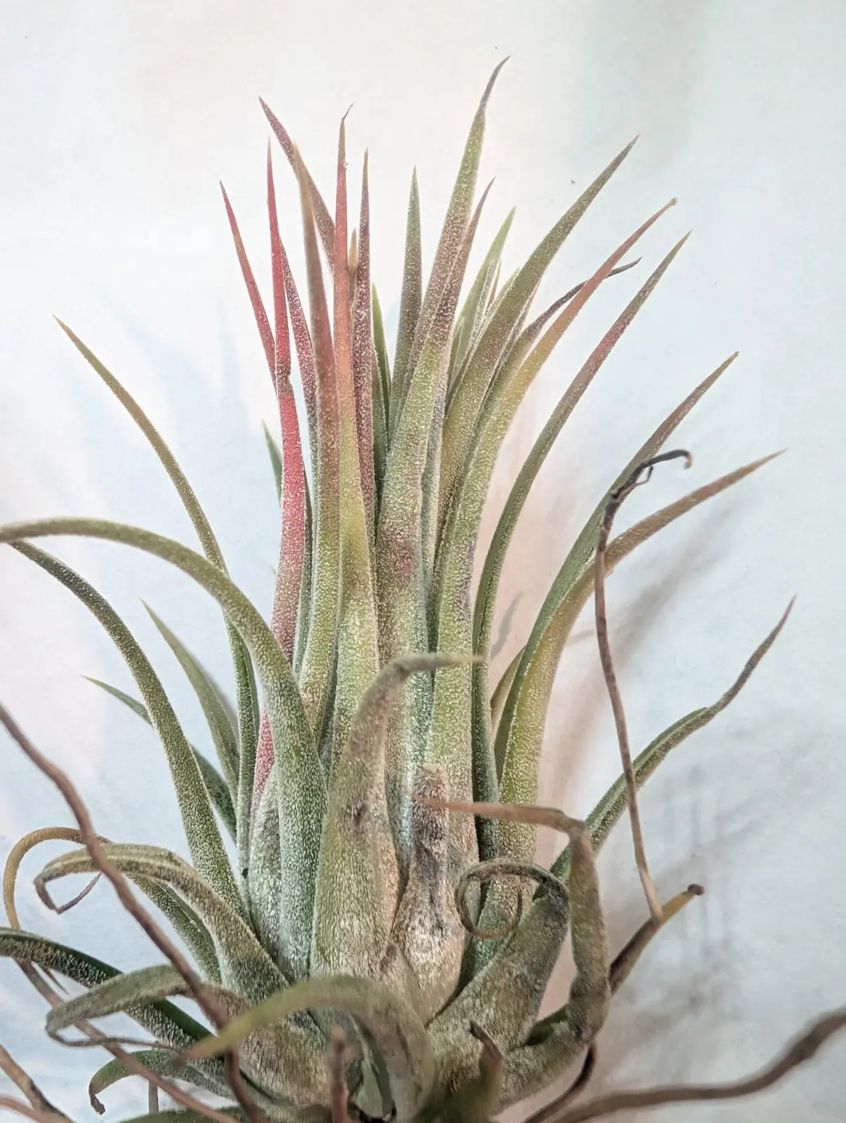 ティランジア　イオナンタ　カーリージャイアント