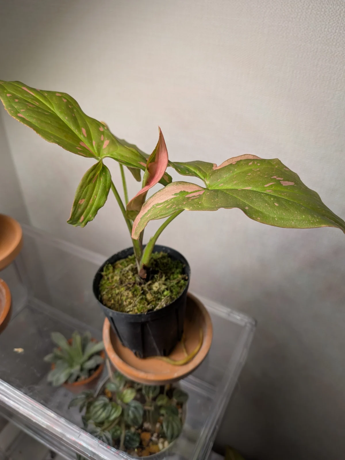 シンゴニウム ピンクスプラッシュ