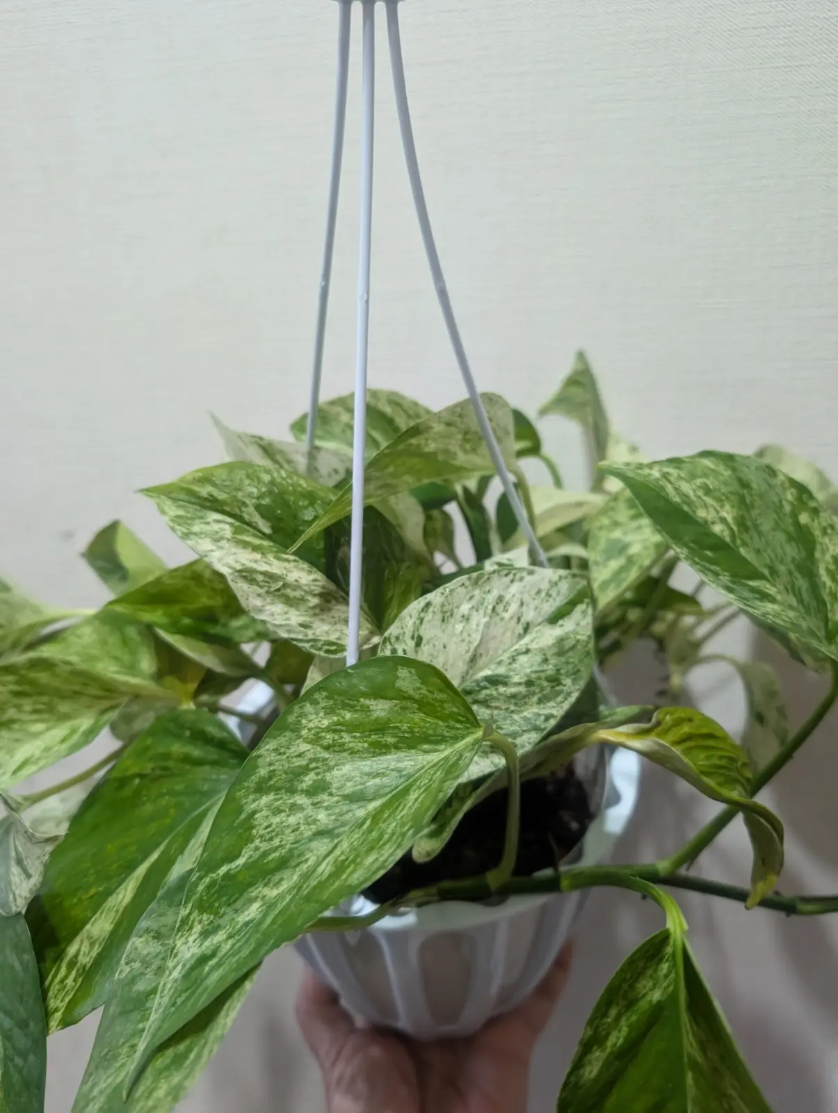 ポトス　テルノグレース