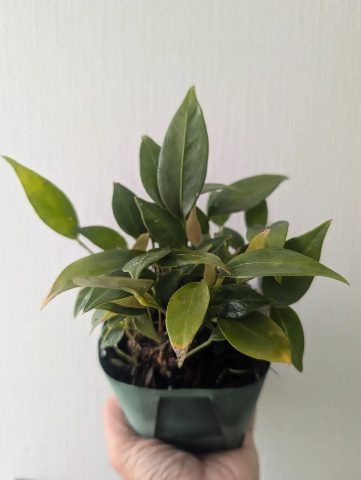 アンスリウム　セリゼリアナム