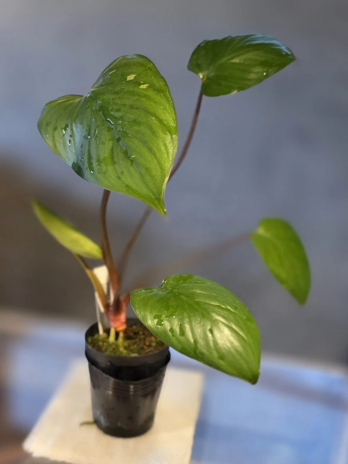 ホマロメナ ルベスケンス 斑入り