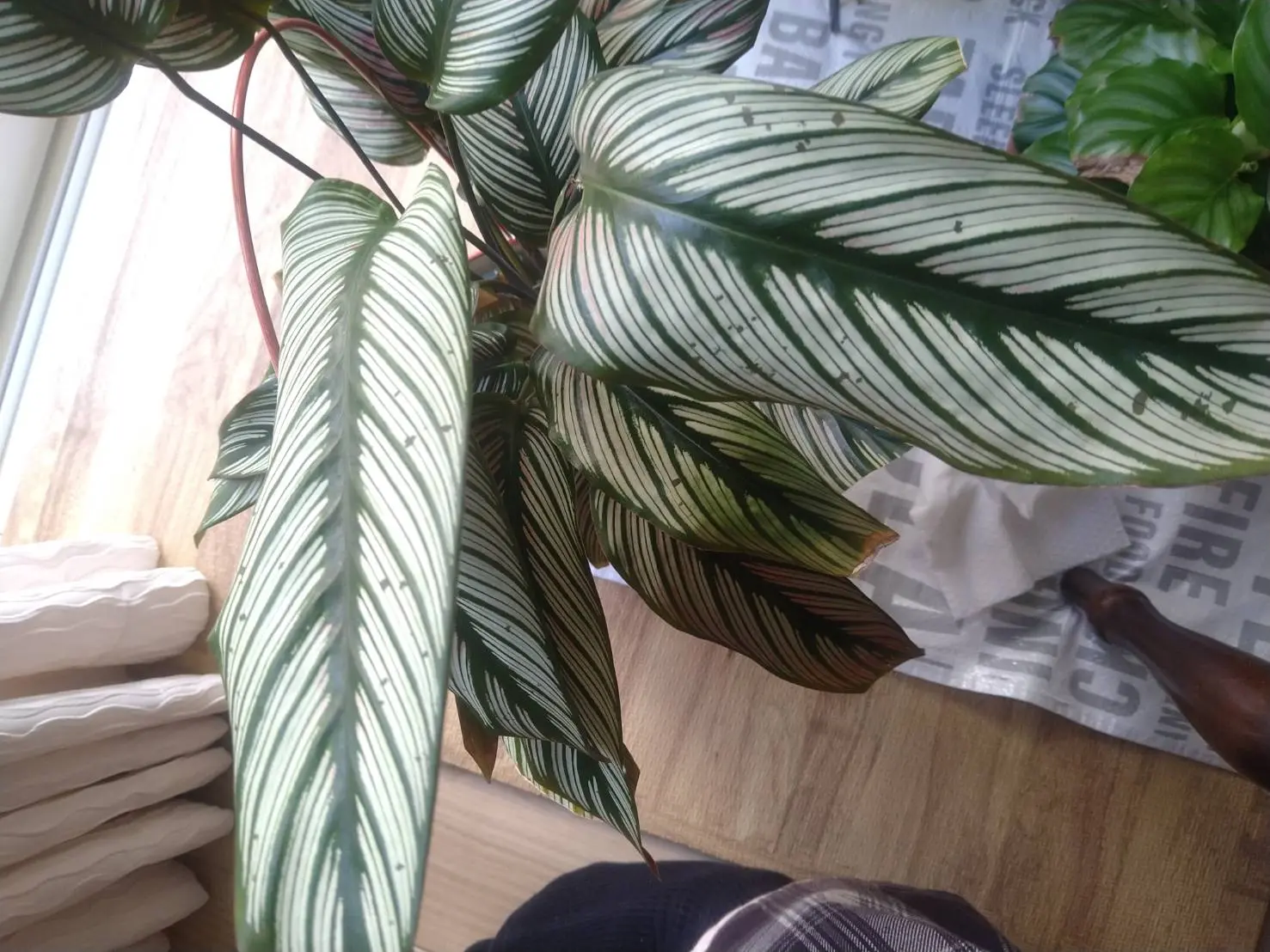 カラテア　ホワイトスター　葉水をストップ！