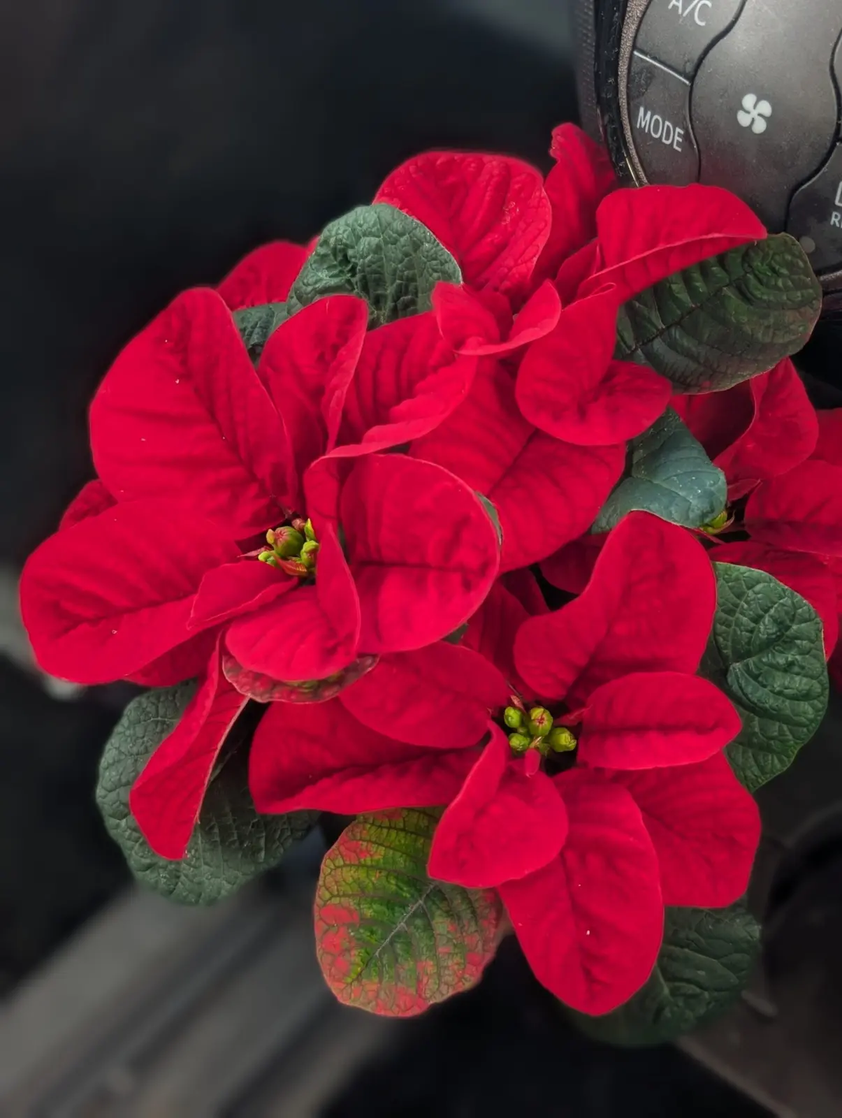 ポインセチア　クリスマスマウス