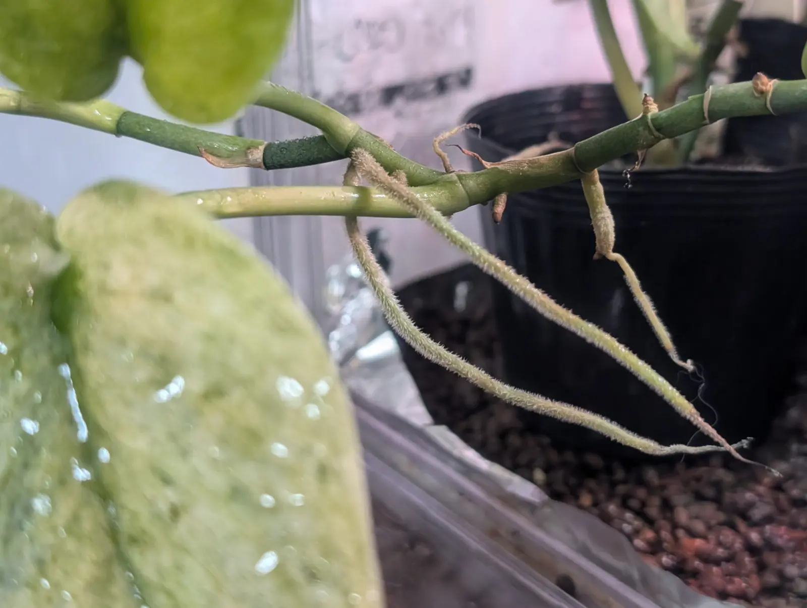 スキンダプサス　ハリムーン