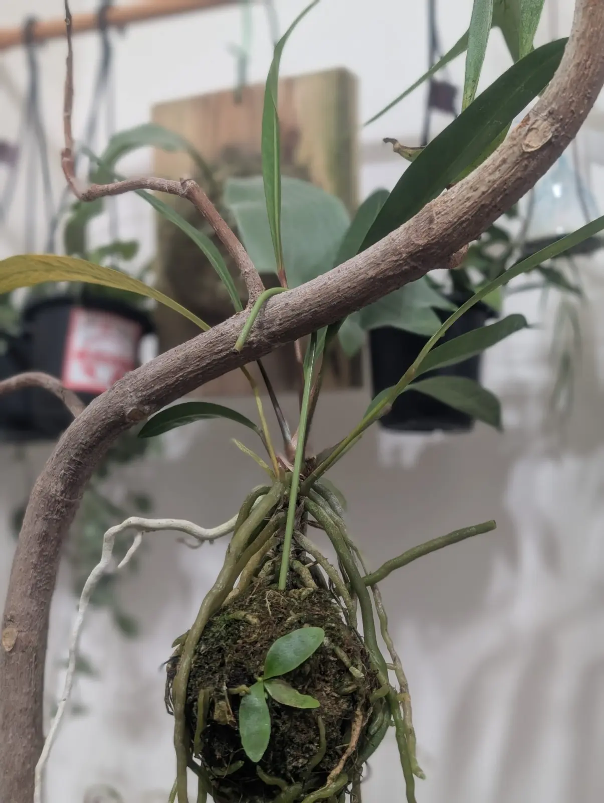 アンスリウム　グラシレ