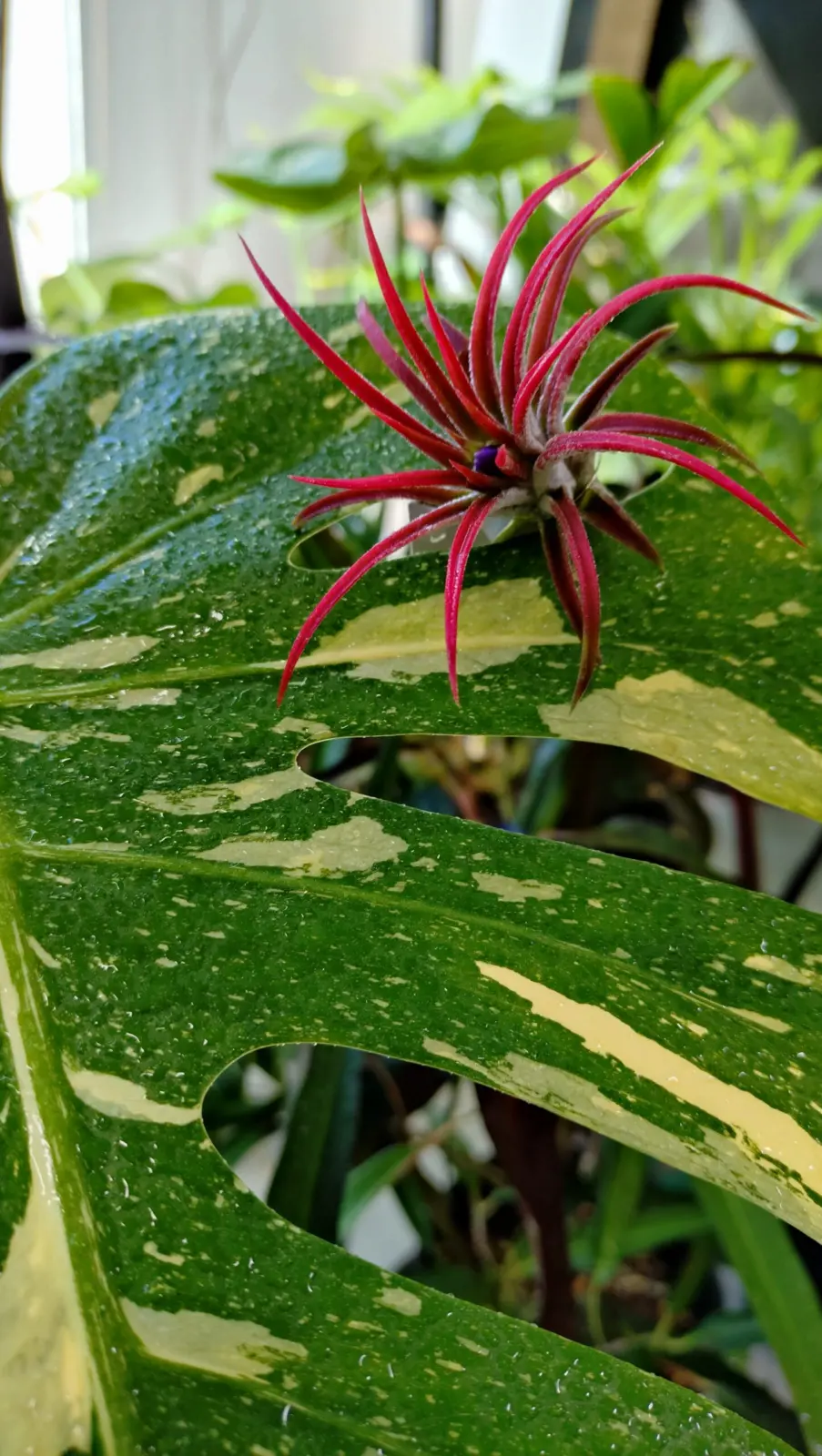 ティランジア　イオナンタ　マルディグラ