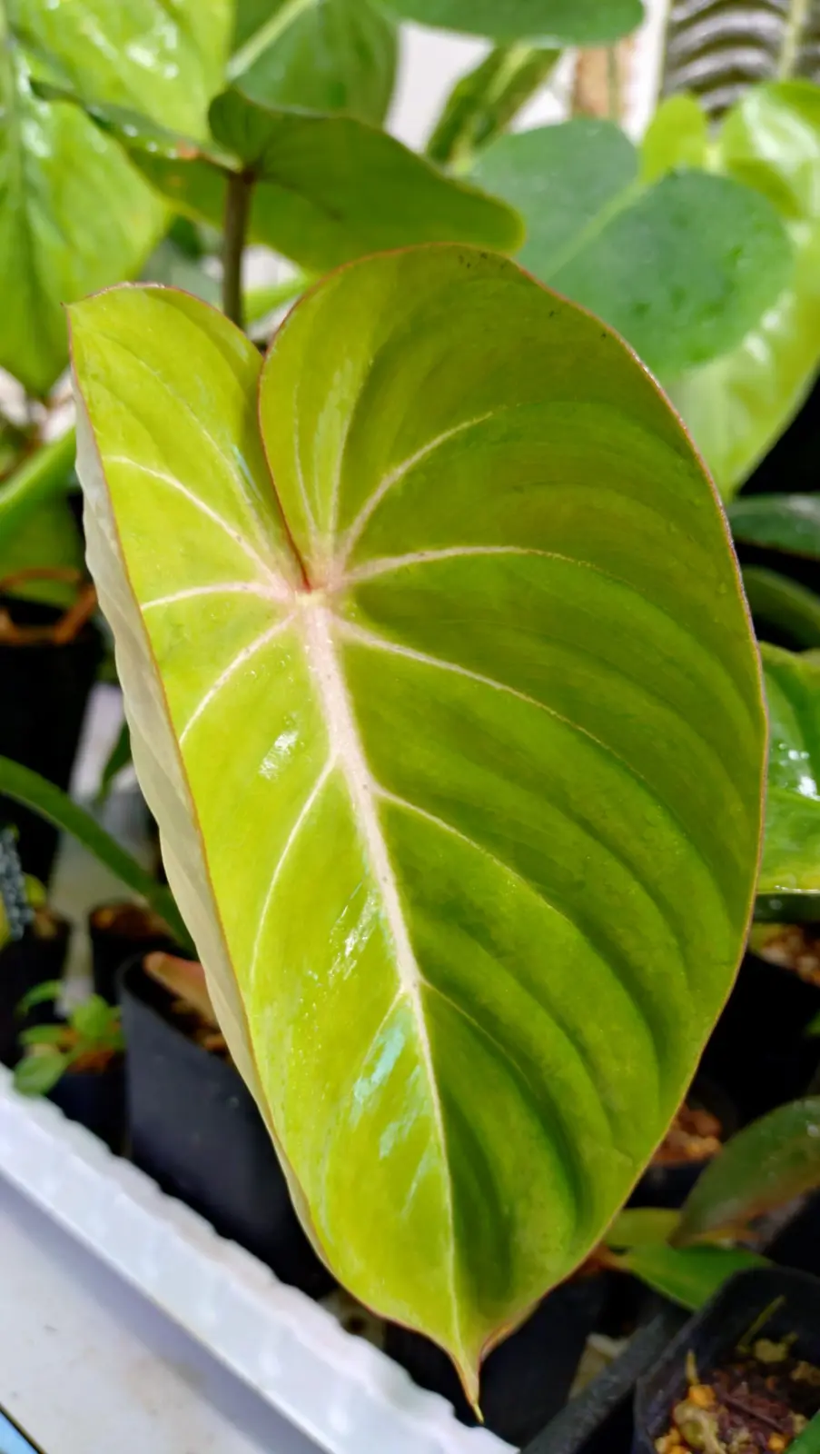 フィロデンドロン　グロリオサム