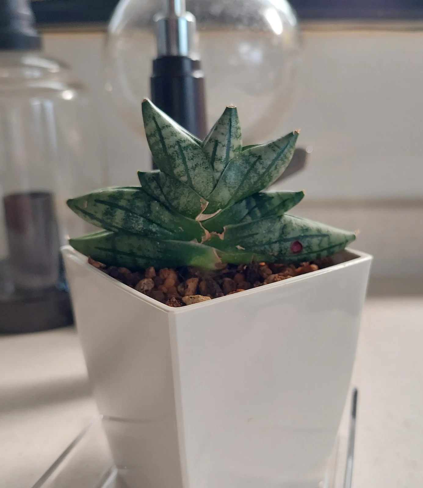 サンスベリア ボンセレンシス スーパードワーフ