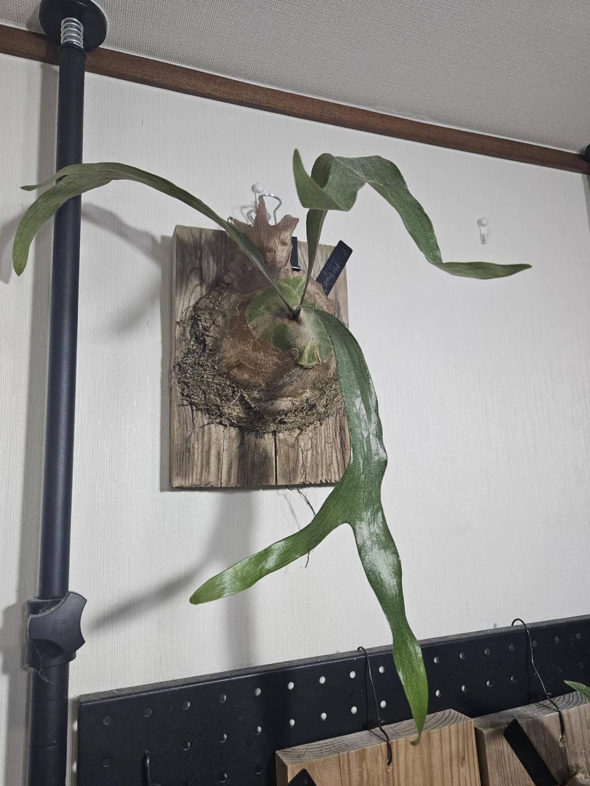 ビカクシダ　マウントルイス　ゾンビルイス