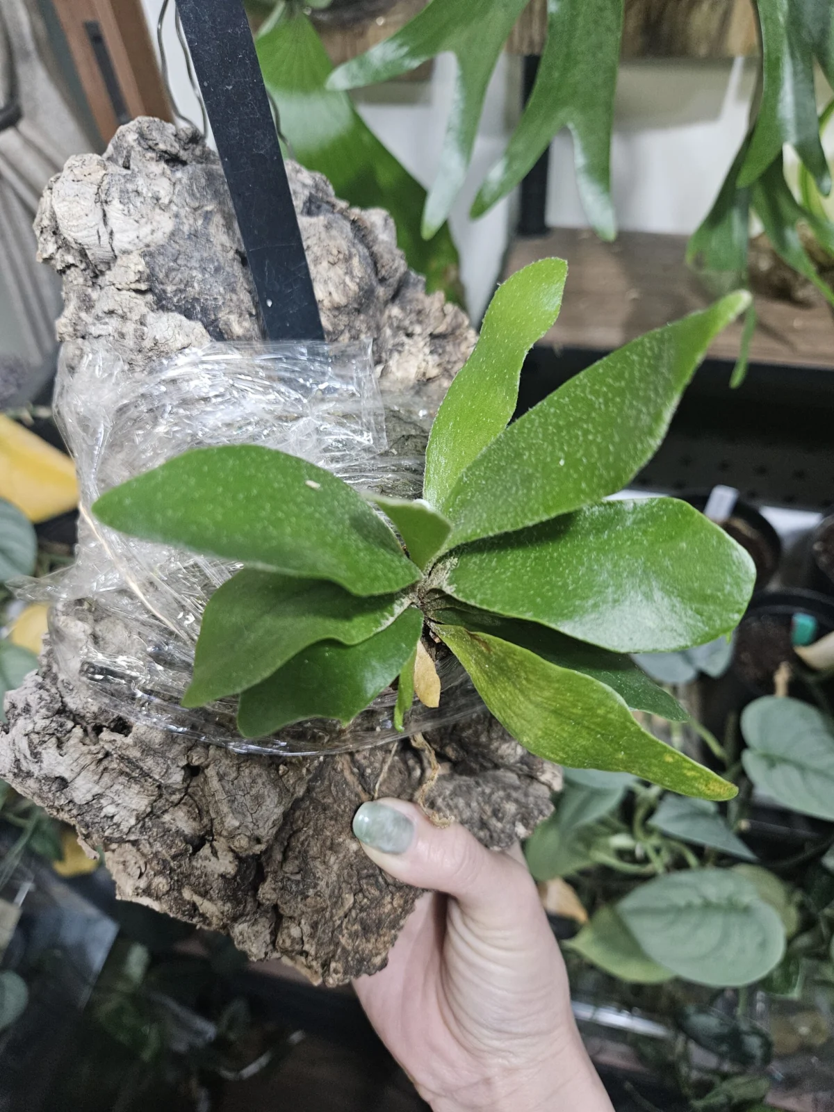 ビカクシダ　子宝