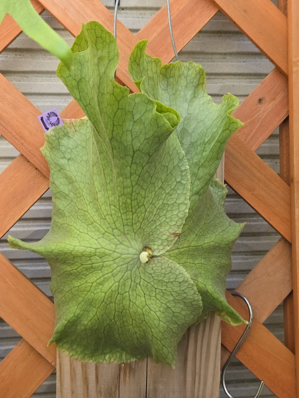 ビカクシダ　ワンダエ×ベイチー