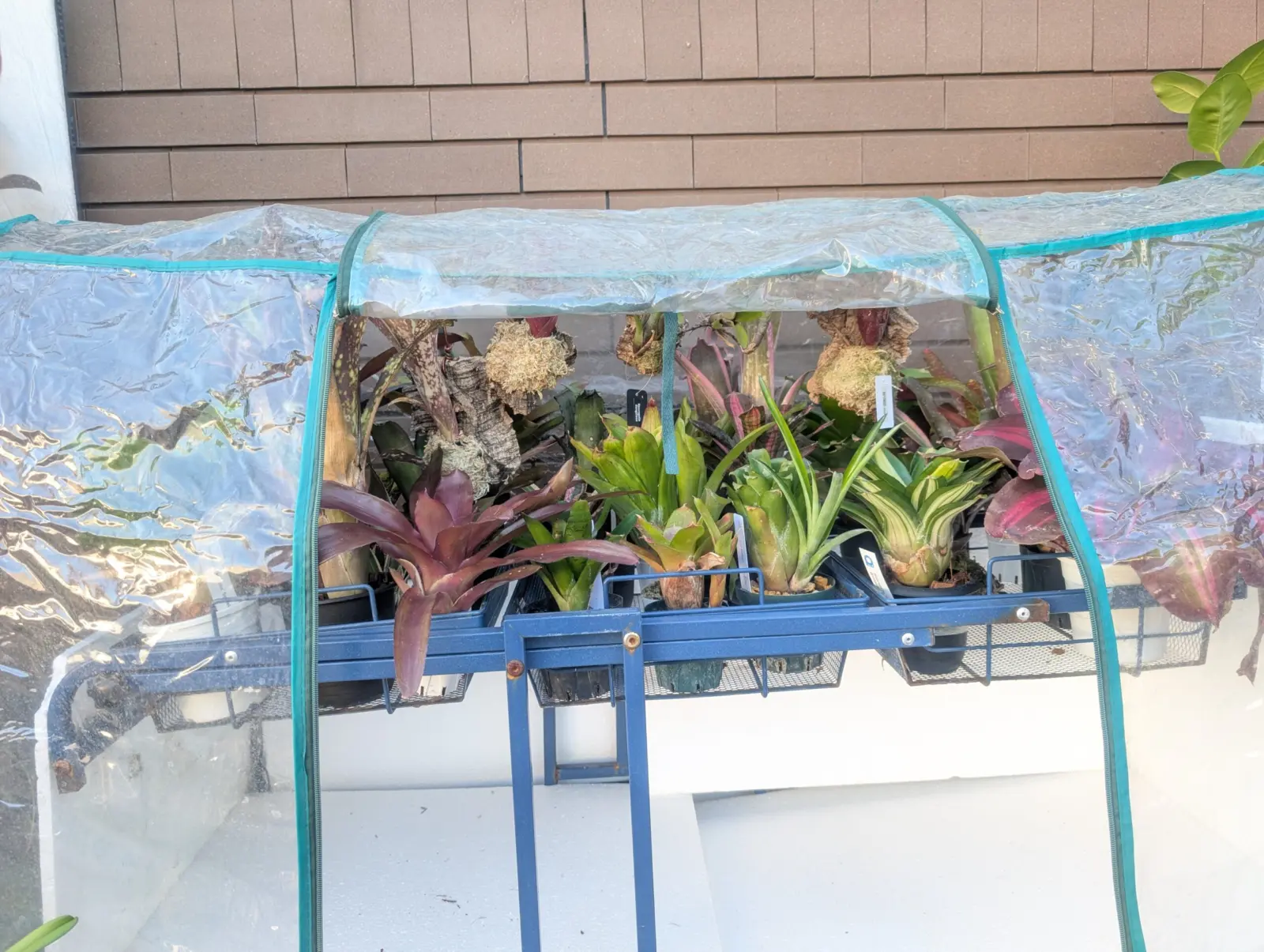 タンクブロメリア　冬越し