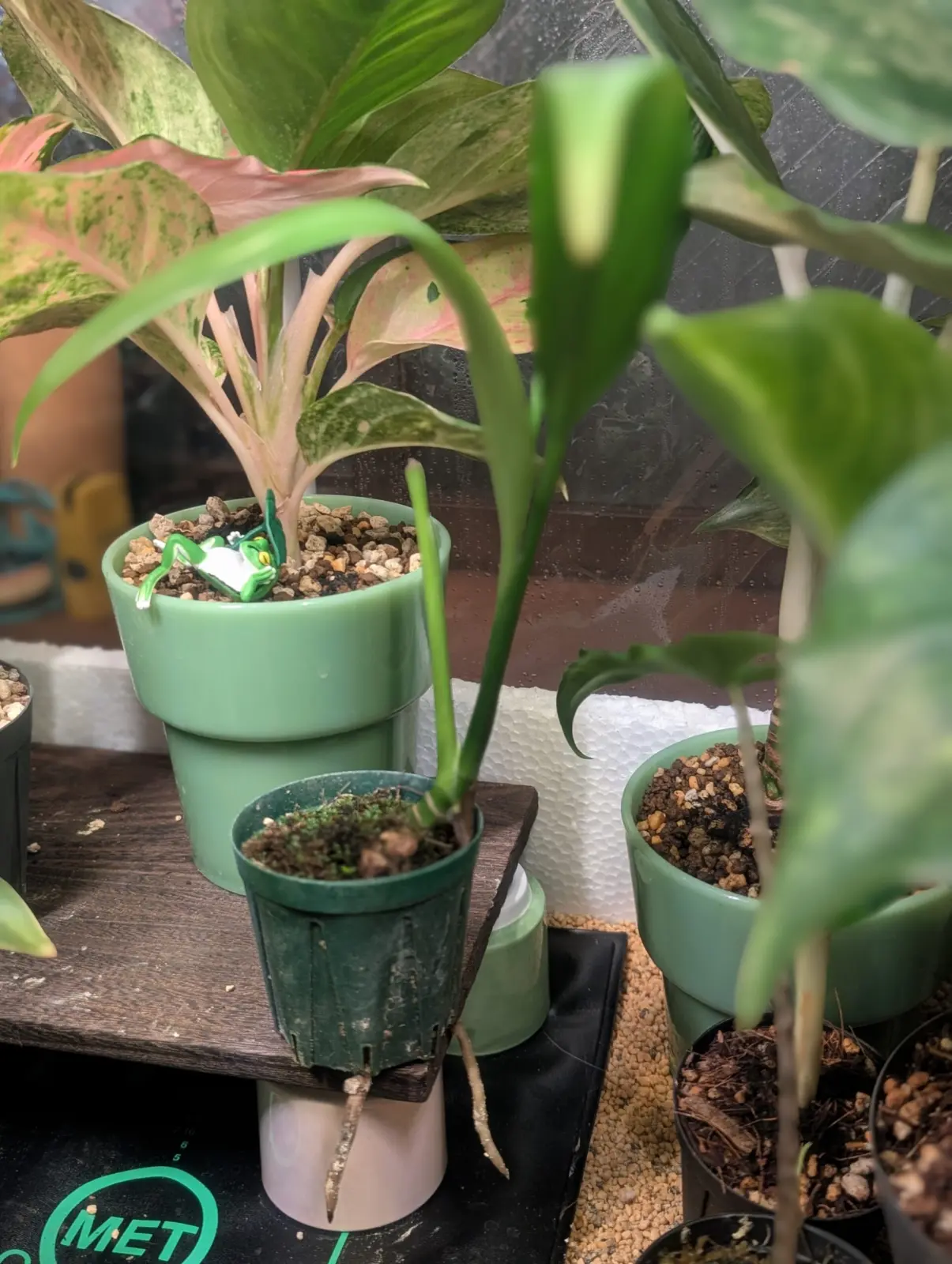 エピプレムヌム シルバーストライプ