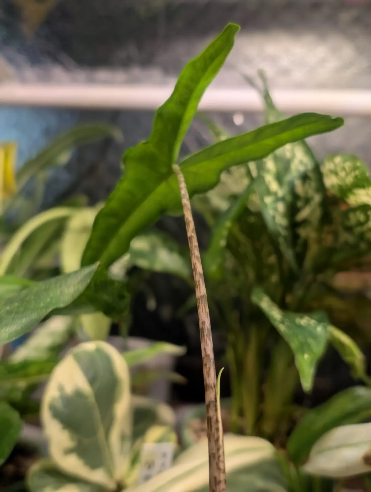 アロカシア　サブリナ