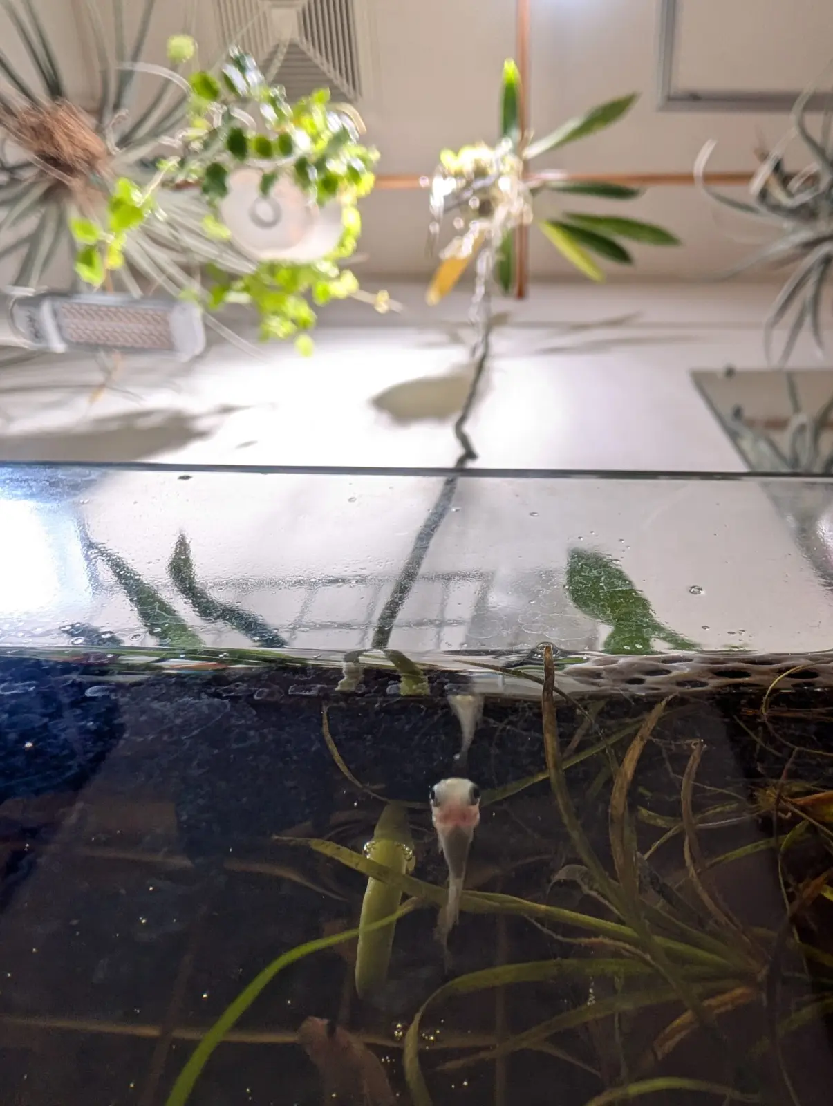 アンスリウム グラシレ