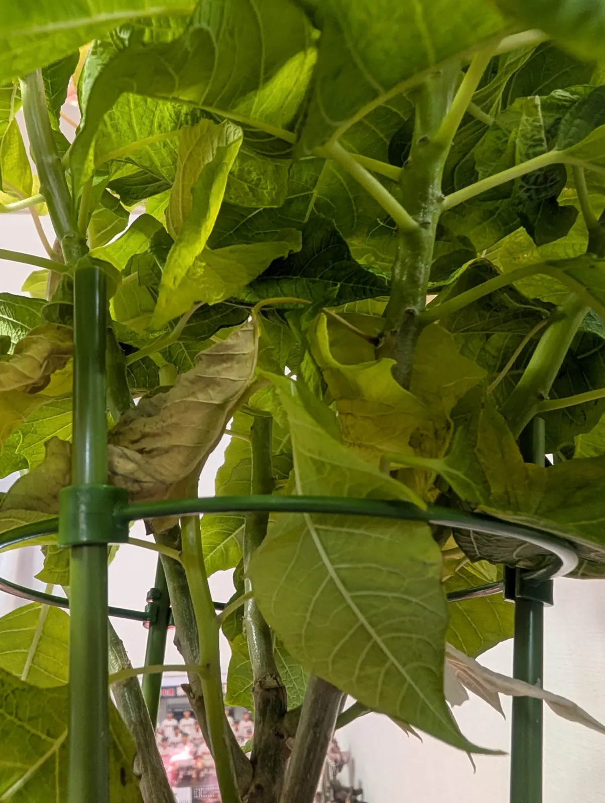 ポインセチア 枯れていく