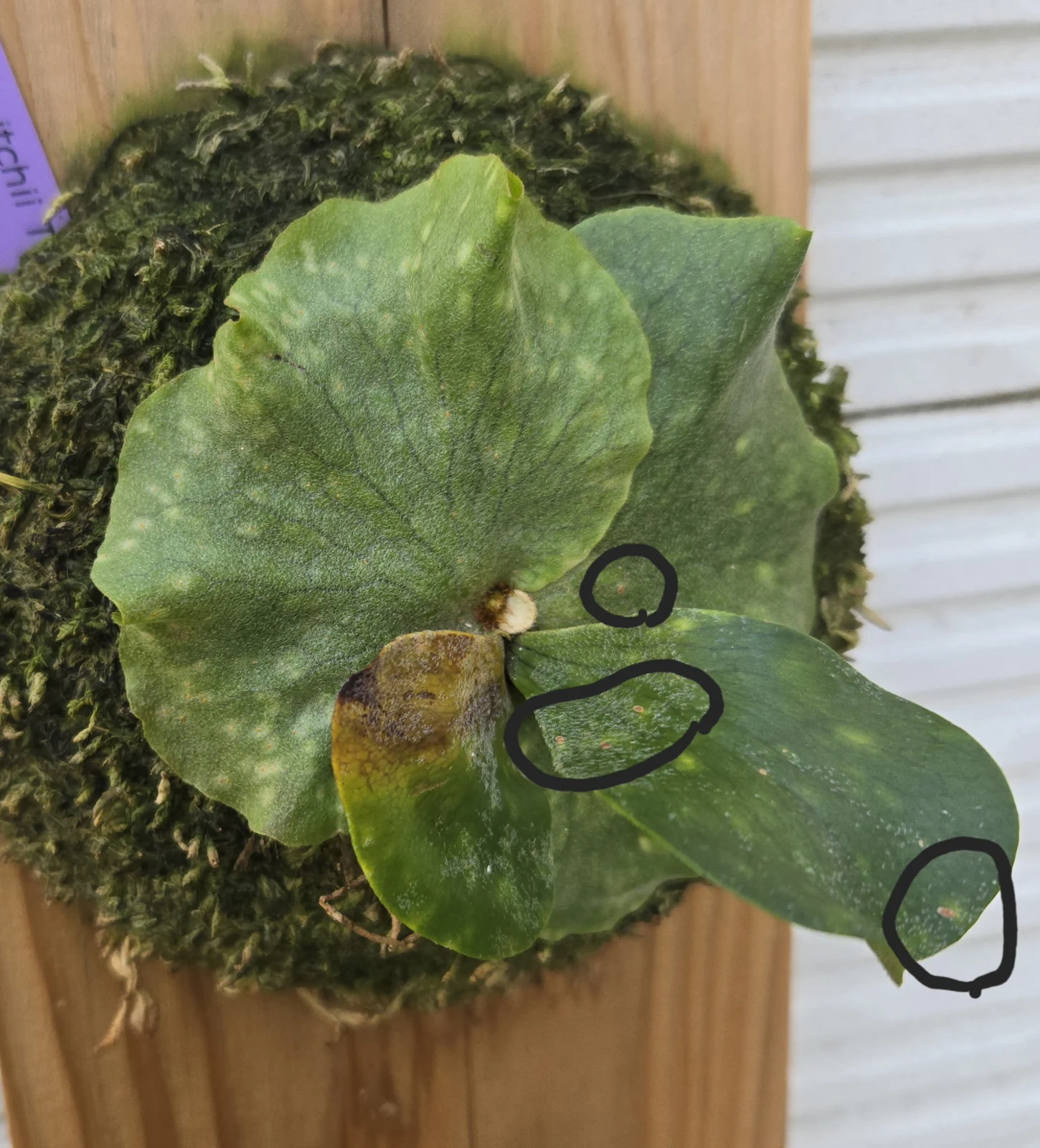 ビカクシダ　ワンダエ×ベイチー　害虫