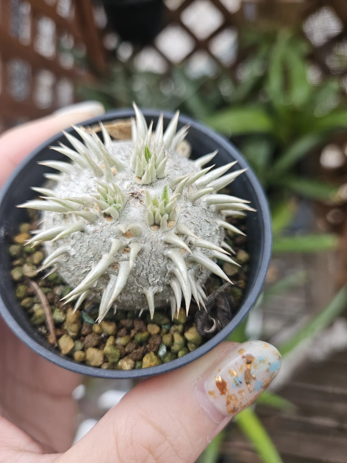 パキポディウム　ブレビカウレ　恵比寿笑い