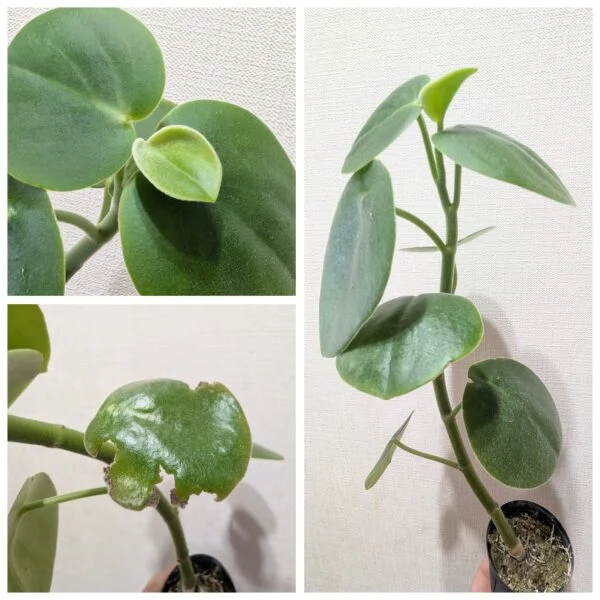 ペペロミア　ホバリア