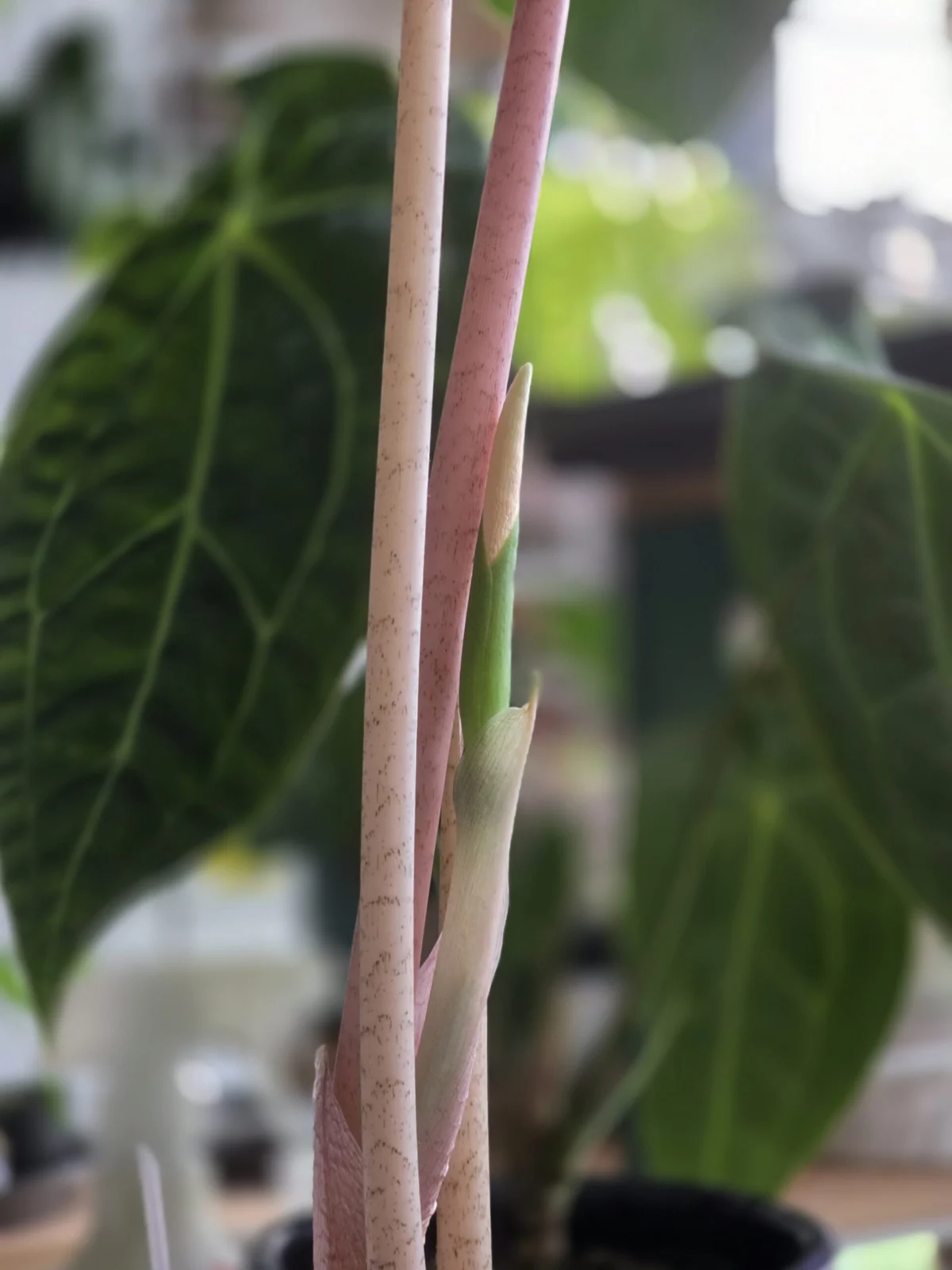 アロカシア ピンクドラゴン