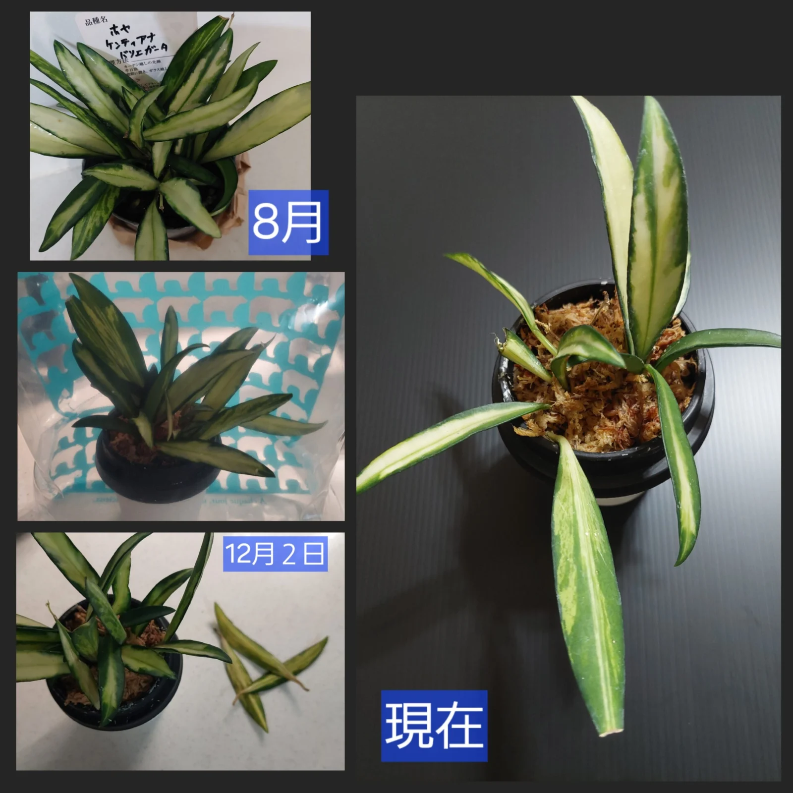 ホヤ　ケンティアナ　バリエガータ