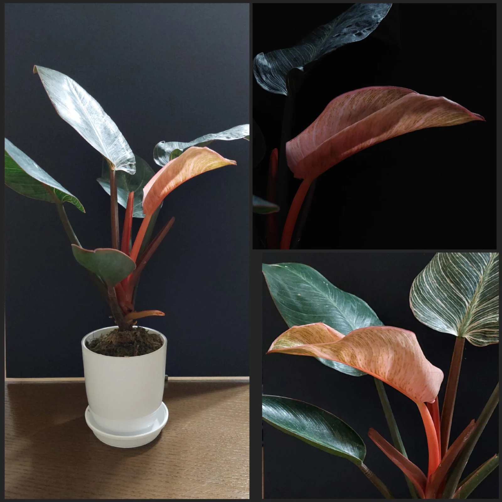 フィロデンドロン ピンクバーキン