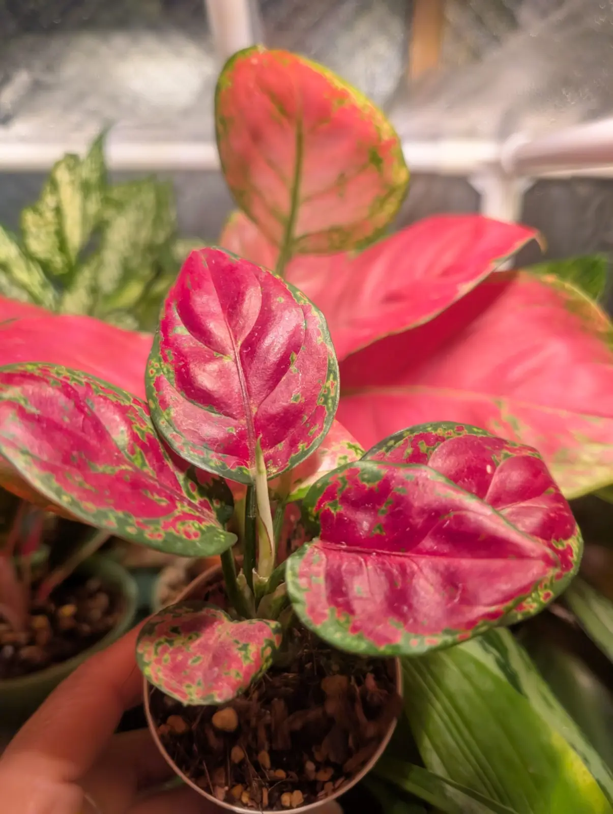 アグラオネマ　チョコレート