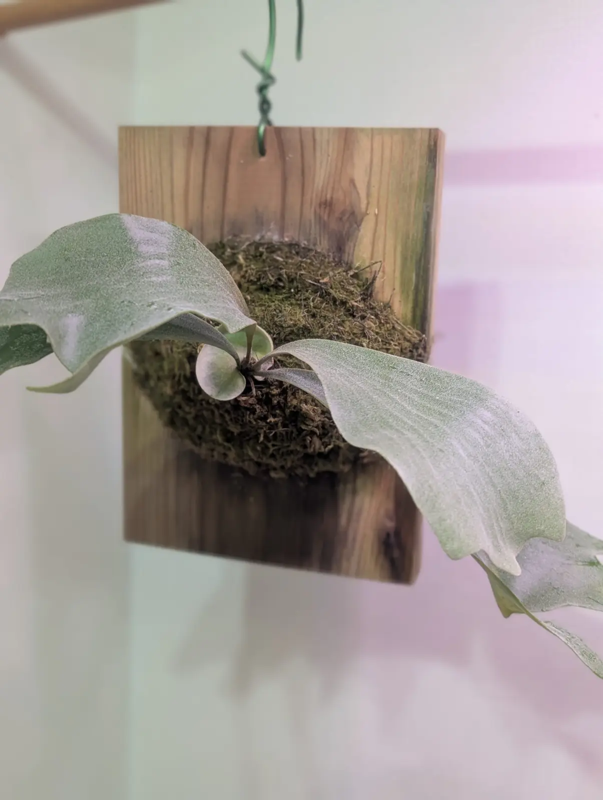 ビカクシダ　札落ち