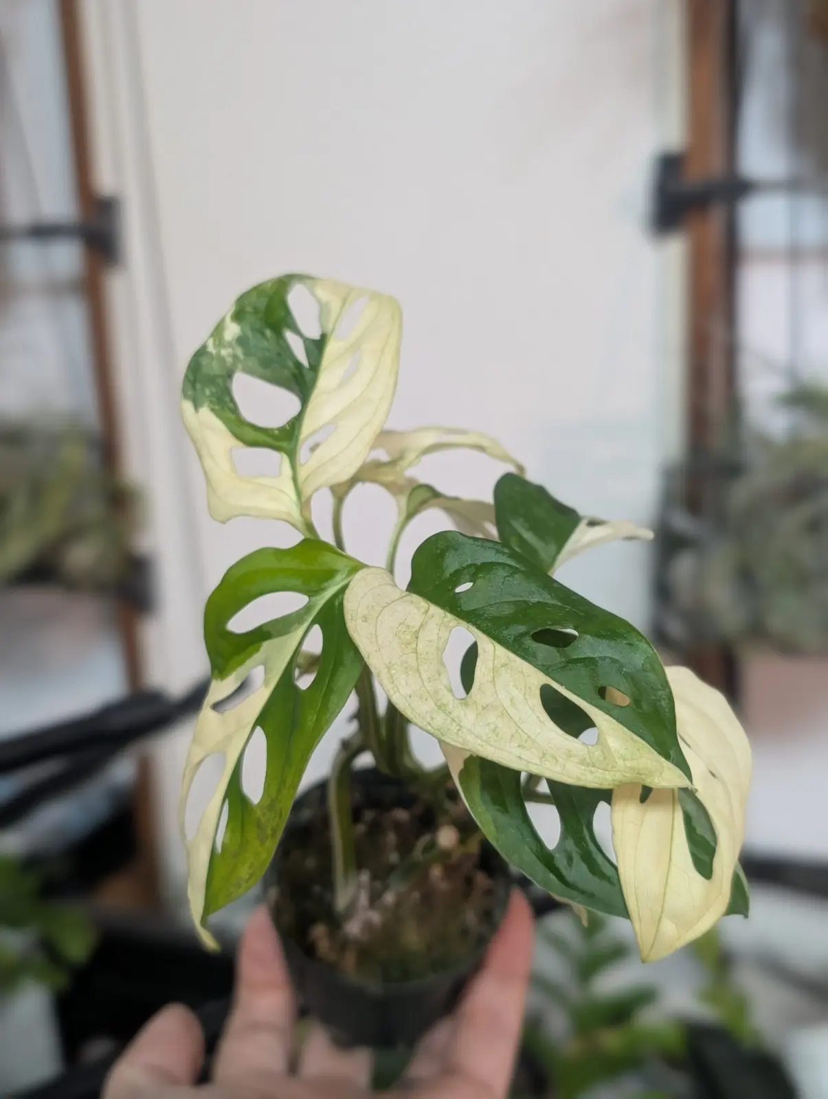 マドカズラ 斑入り 復活