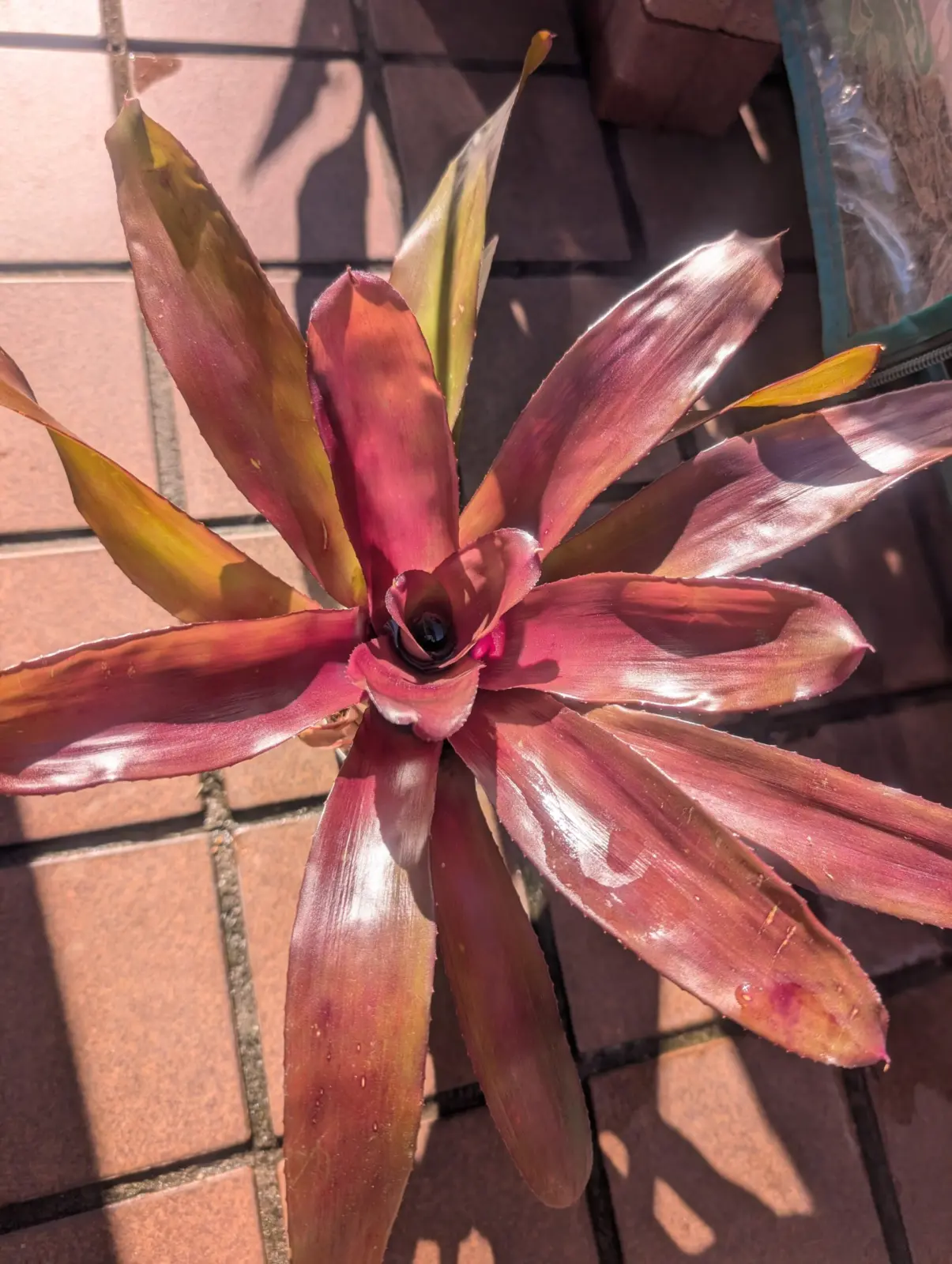 ネオレゲリア　グラナダ