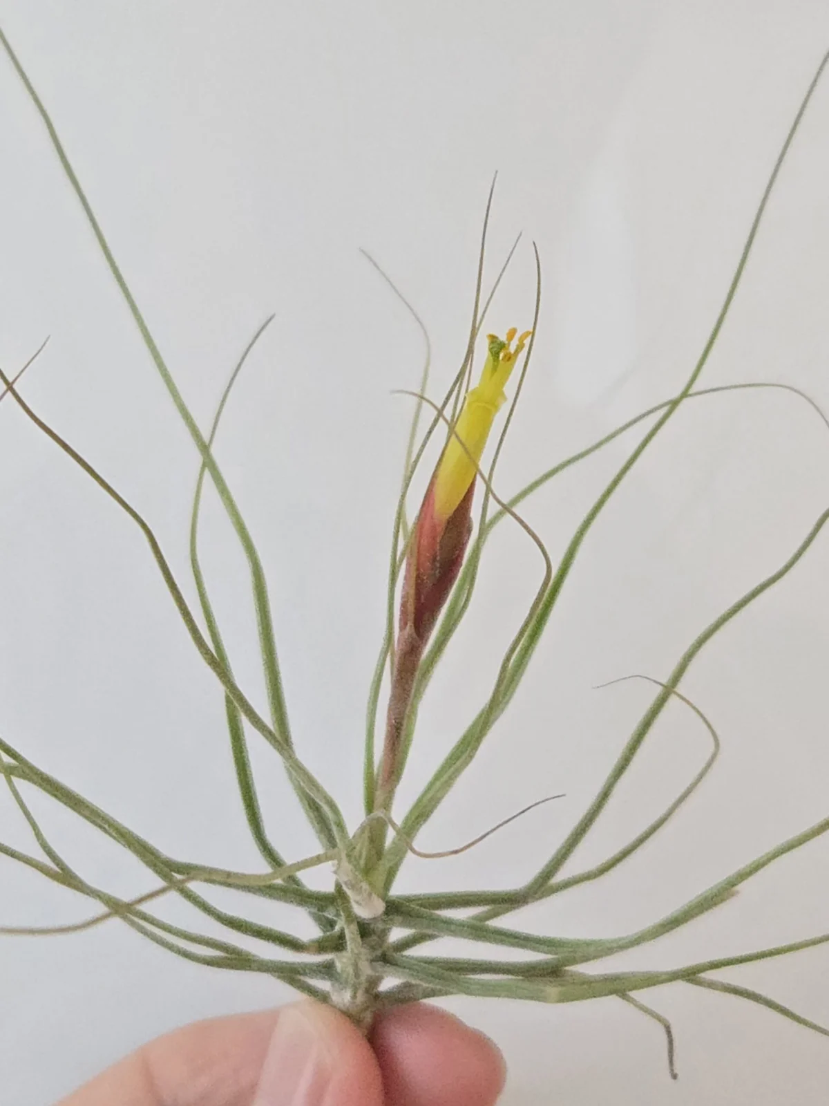 ティランジア　シーディアナ　花